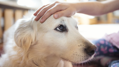 Cães podem identificar estresse a partir de moléculas de secreções como o suor