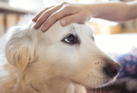 Cães podem farejar 