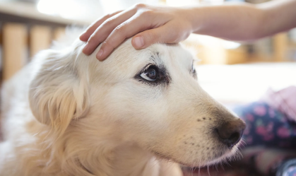 Cães podem farejar "perfil de odor" do estresse no hálito humano, diz estudo