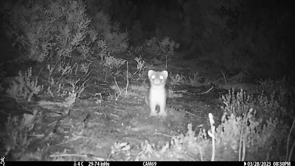captured-stoat