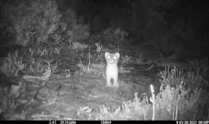 Por que a Nova Zelândia gastou uma fortuna para matar uma única doninha