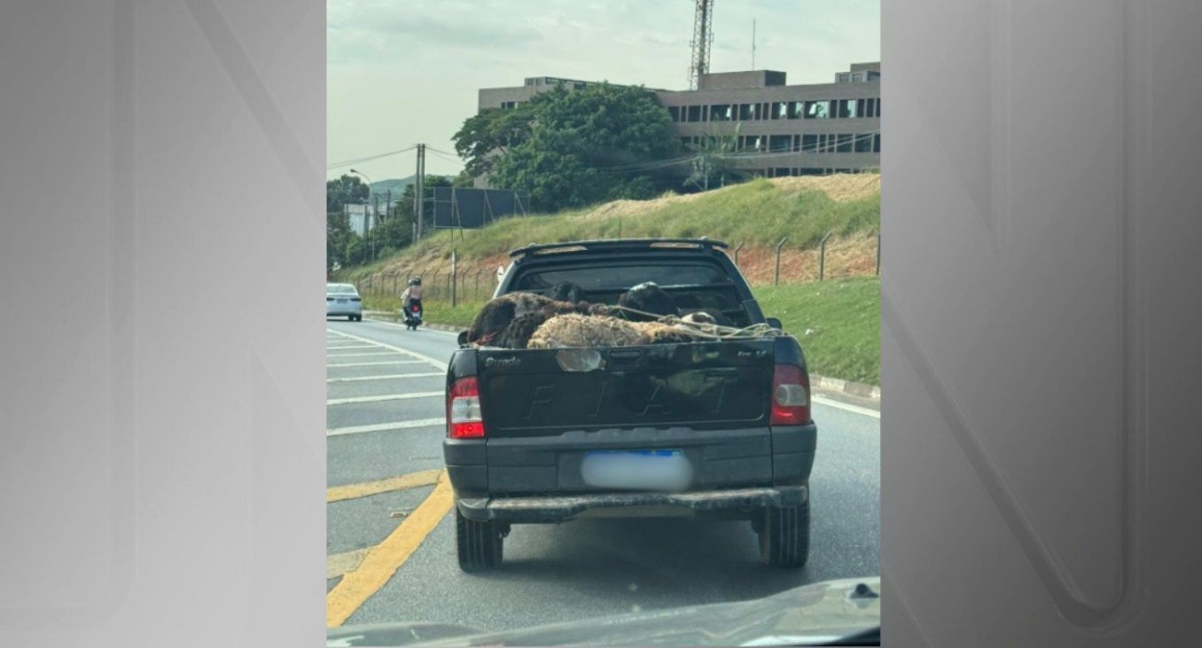 Na manhã desta quinta-feira (25), foi flagrado outro caso de transporte inadequado em SP / Reprodução