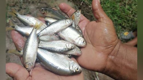 Moradores do departamento de Yoro, no centro de Honduras, se beneficiam de um estranho fenômeno que surpreendeu dentro e fora do país, embora sua origem seja desconhecida ao certo: a chamada "chuva de peixes"