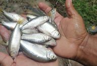 "Chuva de peixes": entenda o estranho fenômeno que acontece em Honduras
