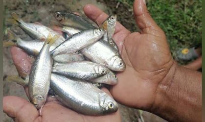 "Chuva de peixes": entenda o estranho fenômeno que acontece em Honduras