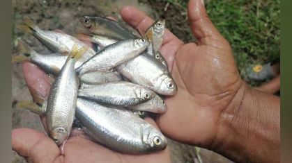 Moradores do departamento de Yoro, no centro de Honduras, se beneficiam de um estranho fenômeno que surpreendeu dentro e fora do país, embora sua origem seja desconhecida ao certo: a chamada "chuva de peixes"