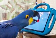 Estudo quer desenvolver tablets para papagaios nos Estados Unidos
