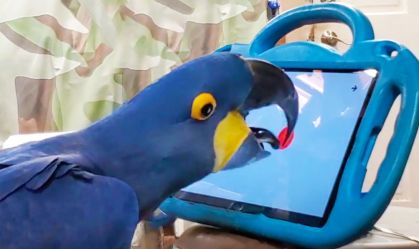 Estudo quer desenvolver tablets para papagaios nos Estados Unidos
