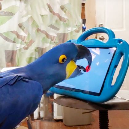 As aves interagiram com o tablet por no máximo 30 minutos por dia.