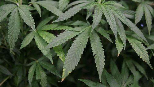 A administração Biden tomará medidas para reclassificar a maconha como uma substância de menor risco.