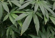 Regulamentação da indústria da maconha poderia gerar mais de R$ 167 bi por ano, diz associação