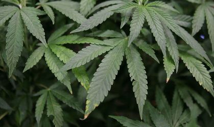 Governador de Maryland perdoa mais de 175 mil condenações relacionadas à maconha