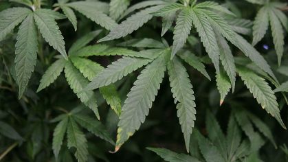A administração Biden tomará medidas para reclassificar a maconha como uma substância de menor risco.