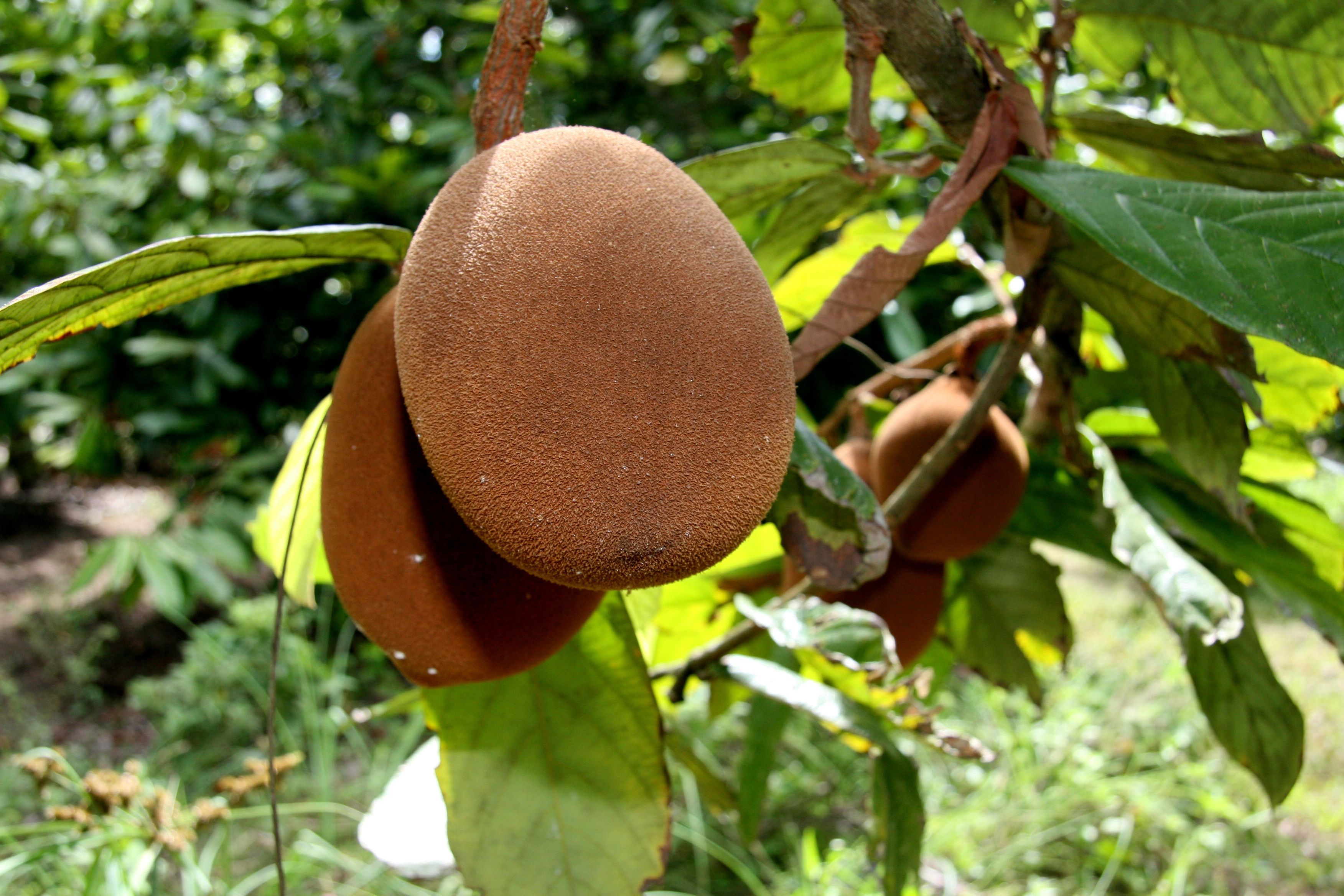 cupuacu plantation in southern bahia