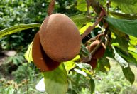 Brasil vai desenvolver cultivo de alimentos no espaço em projeto da Nasa