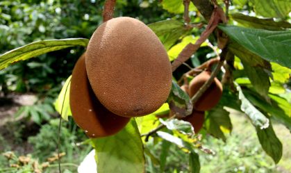 cupuacu plantation in southern bahia