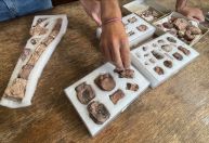 Espécie de dinossauro que viveu há 90 milhões de anos é descoberta na Argentina