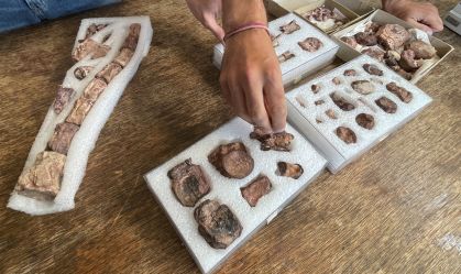 Espécie de dinossauro que viveu há 90 milhões de anos é descoberta na Argentina