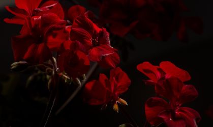 Close-up of red flowers against dark background