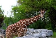 Por que animais ficam estranhos em um eclipse solar? Cientistas querem descobrir