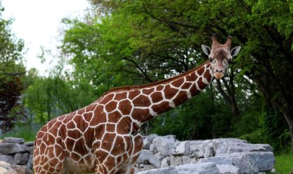 Detroit Cityscapes and City Views