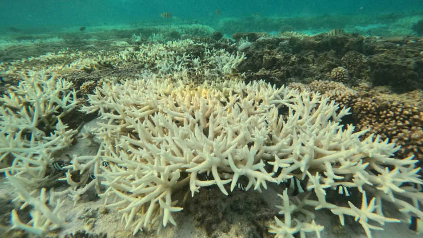 Branqueamento de corais na lagoa da Ilha Lady Elliot da Grande Barreira de Corais, em 19 de fevereiro de 2024 • Rebecca Wright/CNN