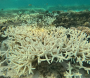 Com morte de corais, mundo ultrapassa 1º ponto de não-retorno climático