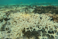 Calor nos oceanos gera branqueamento de corais; níveis podem ser os piores já registrados