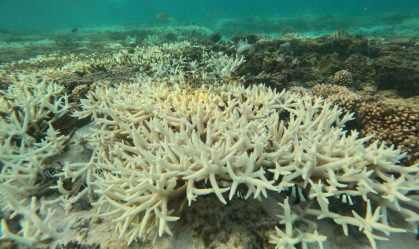 Com morte de corais, mundo ultrapassa 1º ponto de não-retorno climático