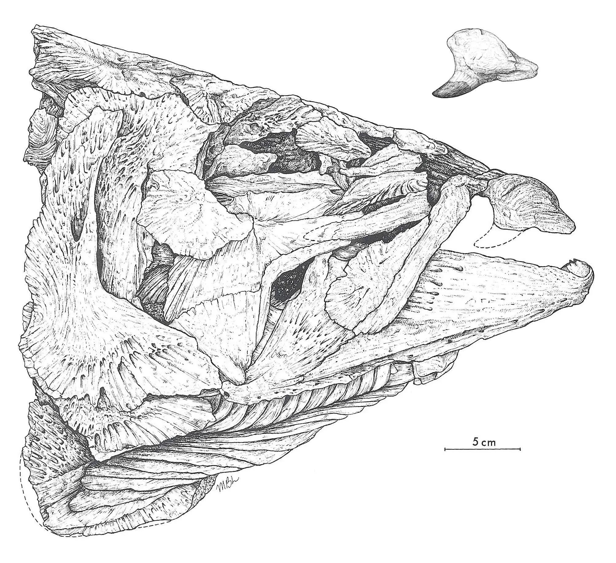 "Smilodonichthys Rastrosus", anteriormente popularmente conhecido como "salmão dente de sabre" / Museu de História Natural de Oregon