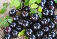 Casca da jabuticaba reduz inflamação e glicemia em quem tem síndrome metabólica