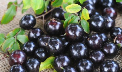 jabuticaba, Myrciaria cauliflora, fruit