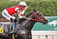 Vídeo: Jóquei sofre acidente durante corrida de cavalo e é internado no Rio de Janeiro