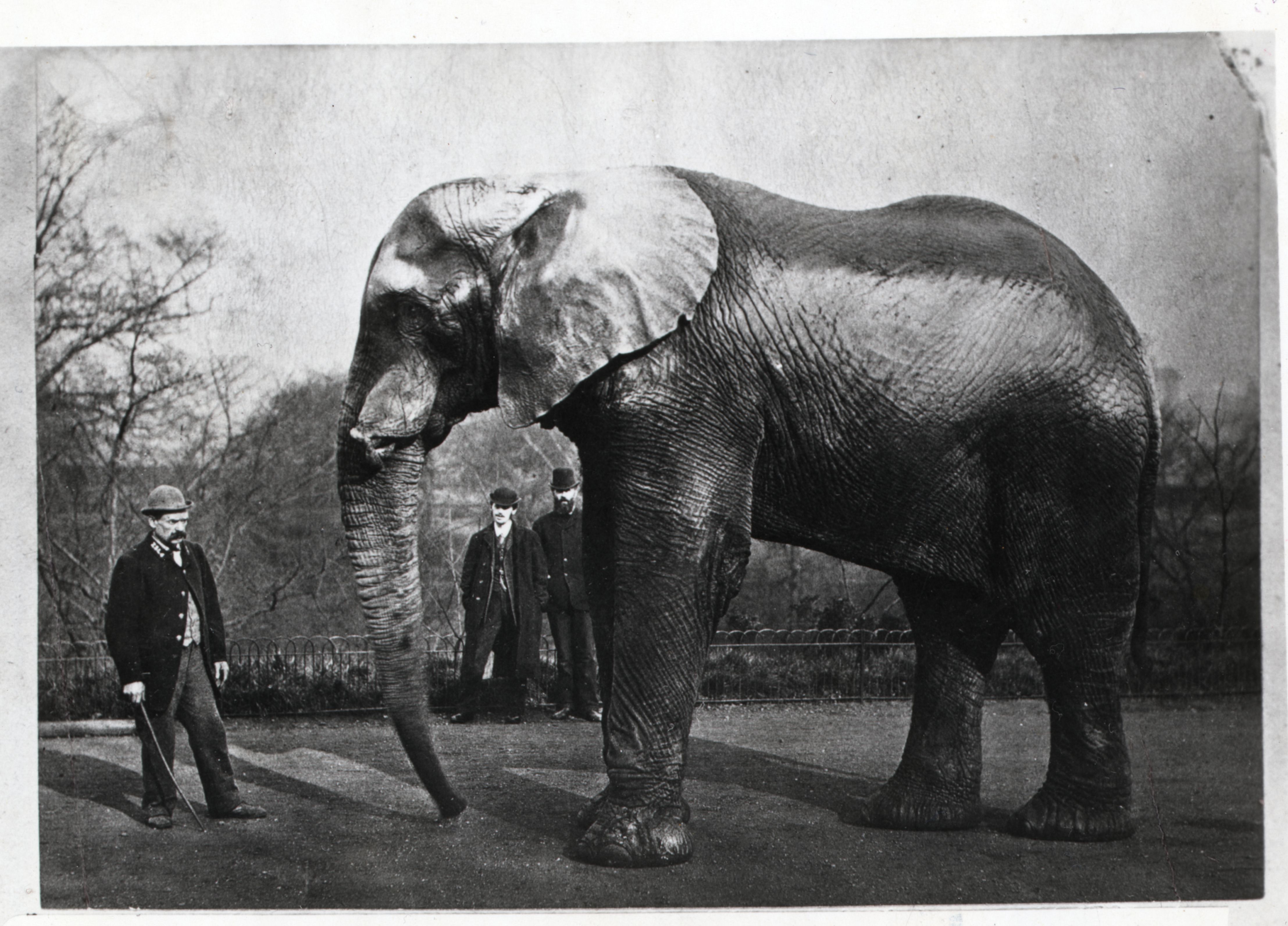 "Jumbo", o grande elefante / Bettmann/ Getty Images