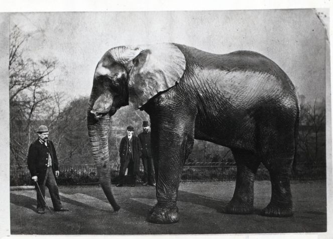 "Jumbo", o grande elefante / Bettmann/ Getty Images