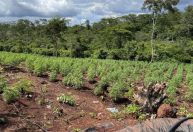 Mais de 119 mil pés de maconha são erradicados pela PF em dez dias no Maranhão