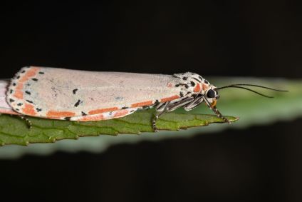 Mariposa Bella ornamentada adulta da espécie Utetheisa ornatrix copulando na folha Roselle da espécie Hibiscus sabdariffa