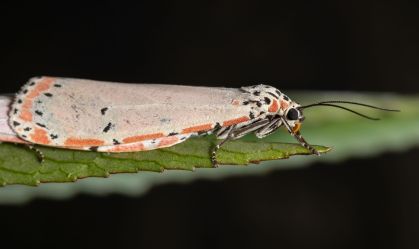 Mariposa Bella ornamentada adulta da espécie Utetheisa ornatrix copulando na folha Roselle da espécie Hibiscus sabdariffa