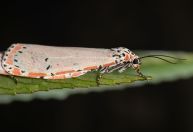 Relacionamento tóxico? Mariposas usam veneno para atrair parceiros, diz estudo