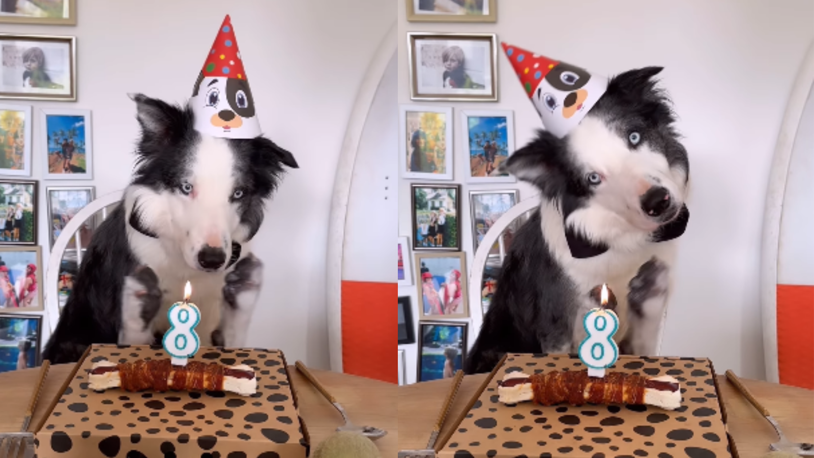 Cachorro Messi completa 8 anos com festa de aniversário