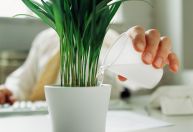 Virou mãe ou pai de planta? 5 dicas pra quem tá começando nessa vida (como eu)