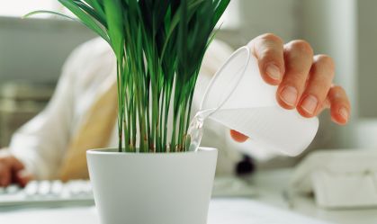 Imagem de destaque do post: Virou mãe ou pai de planta? 5 dicas pra quem tá começando nessa vida (como eu)