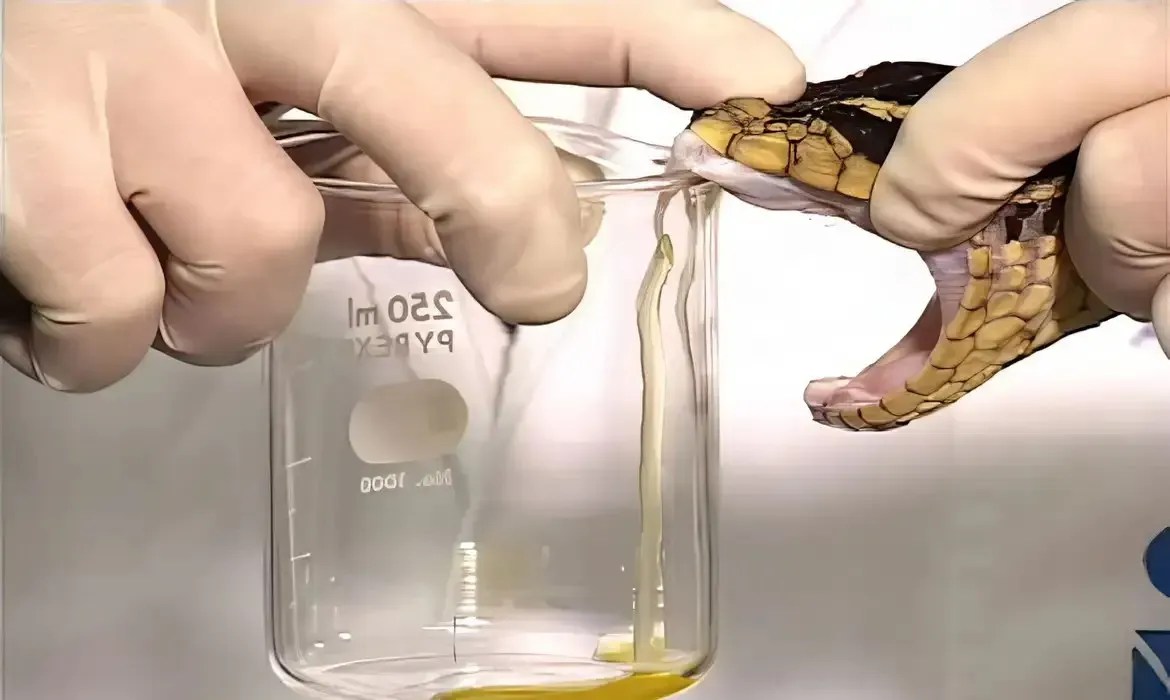 sorocobra