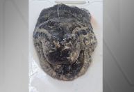 Perícia confirma que Ana Júlia, sucuri mais famosa do mundo, morreu por causas naturais