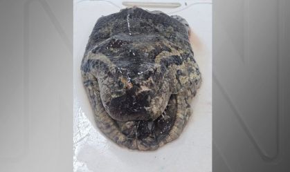 Perícia confirma que Ana Júlia, sucuri mais famosa do mundo, morreu por causas naturais