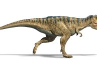 Dinossauros exibiram rápida taxa de crescimento desde o início, mostra estudo