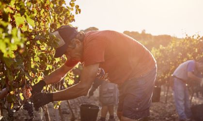 Farmer harvesting grapes on sunny day