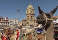 Bolívia realiza festival de lhamas em La Paz