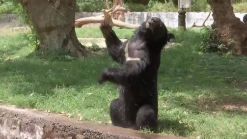 Zoológico na Índia usa água fria e ar condicionado para lidar com onda de calor