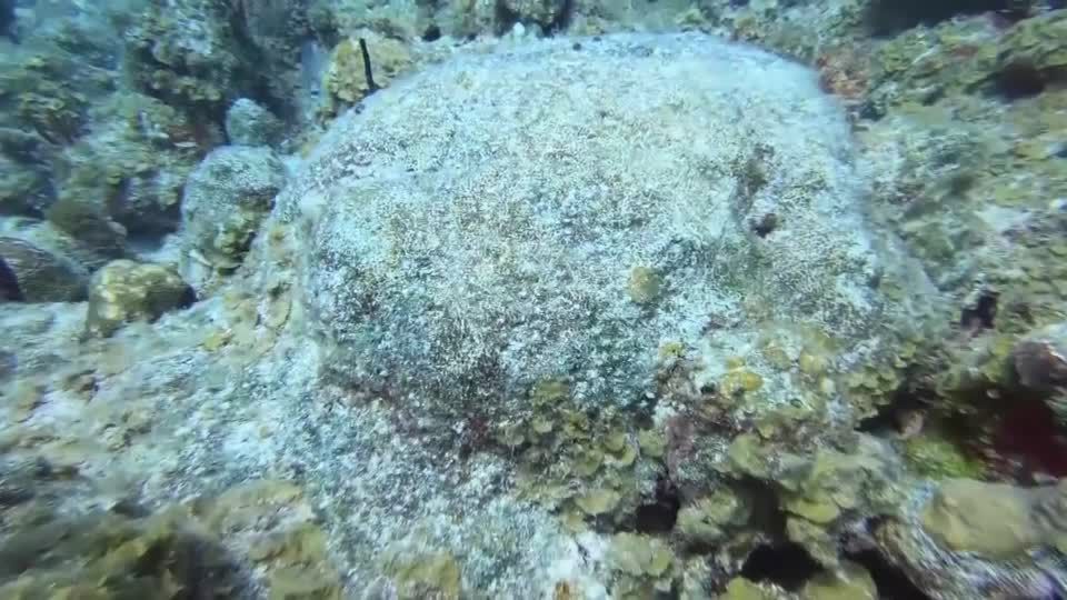 Mais de 60% dos recifes de coral do mundo podem ter sofrido branqueamento no último ano, diz NOAA.